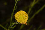 Coastal plain honeycombhead